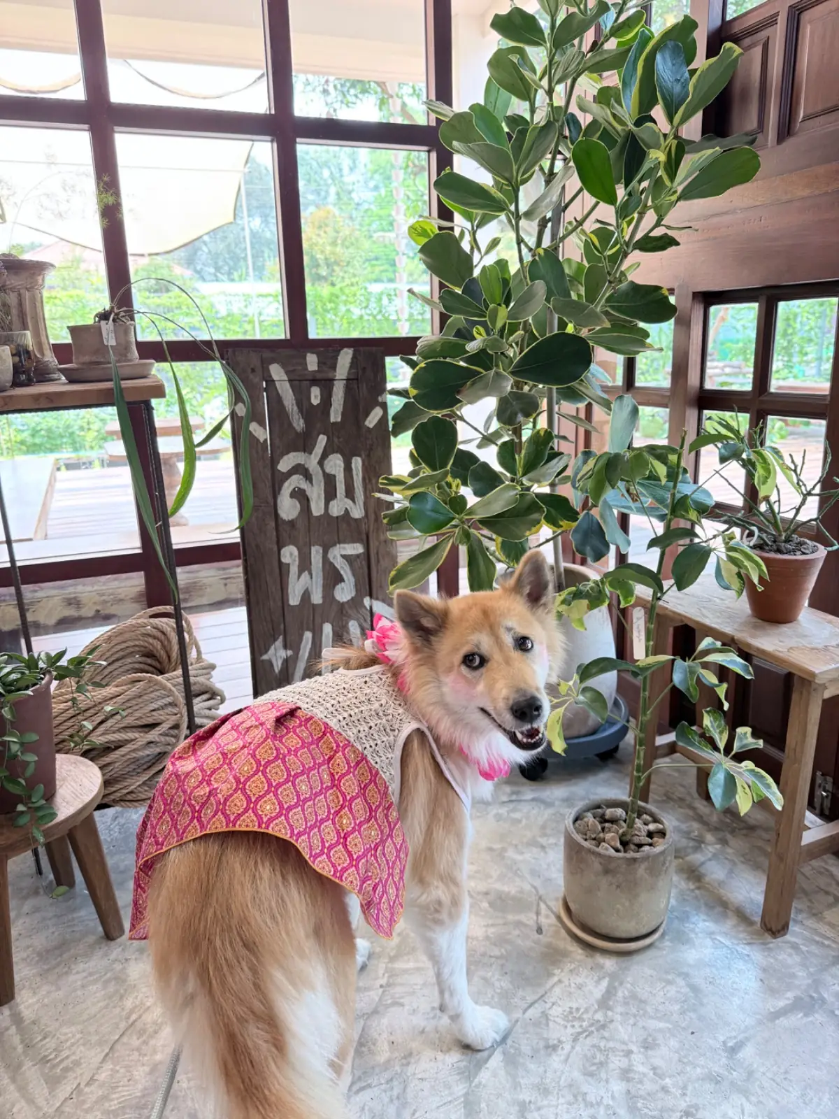 Somphorn (สมพรปรารถนา) pets image 3