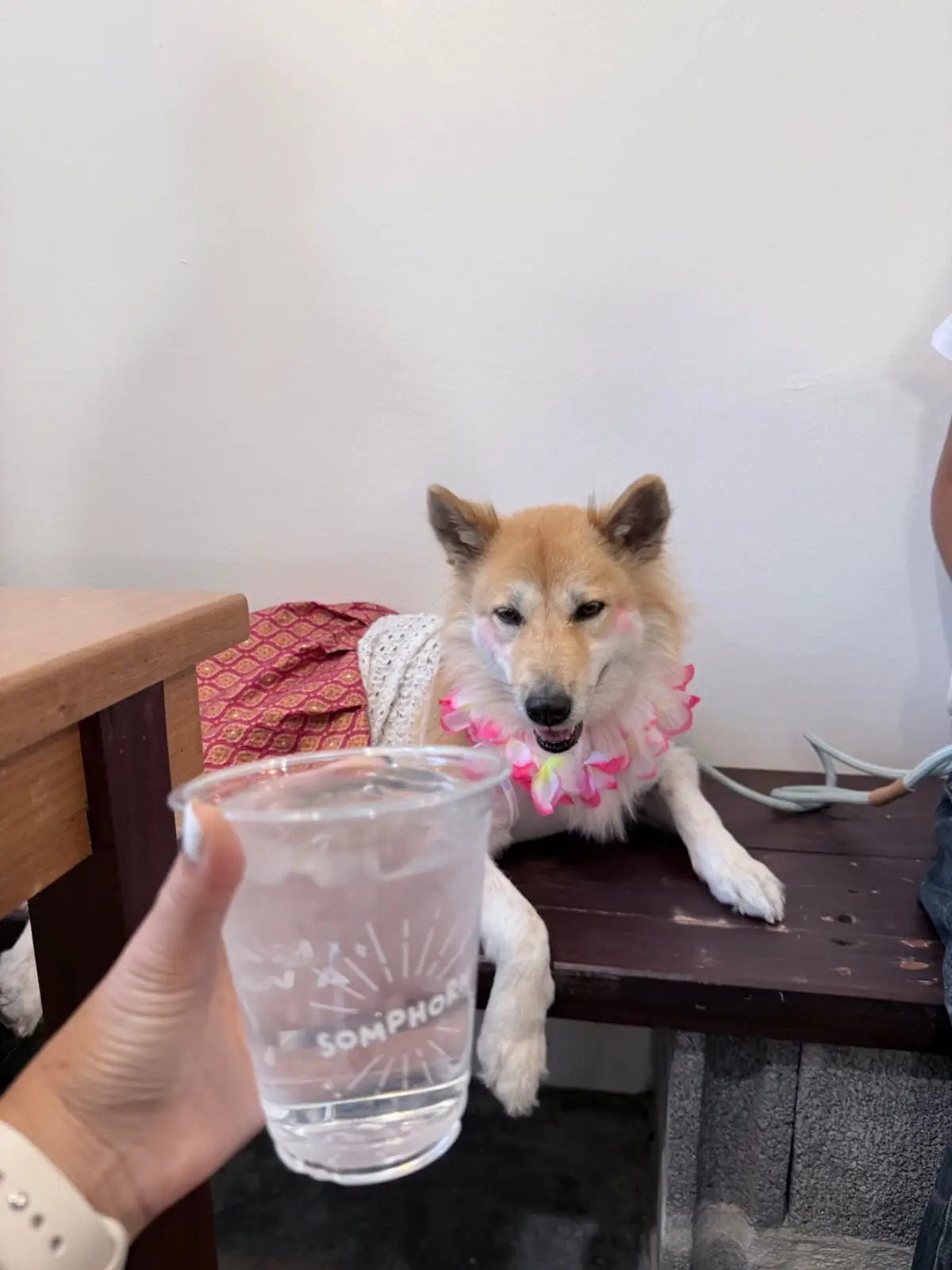 Somphorn (สมพรปรารถนา) pets image 1