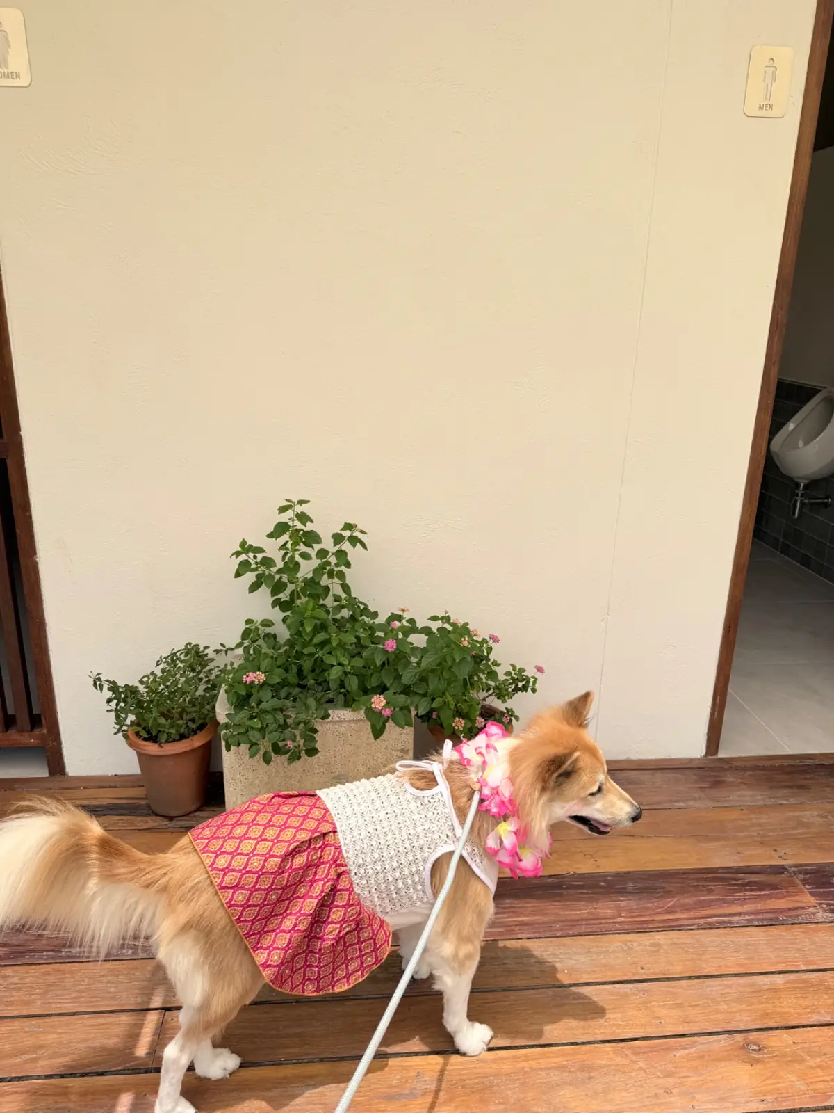 Somphorn (สมพรปรารถนา) pets image 4