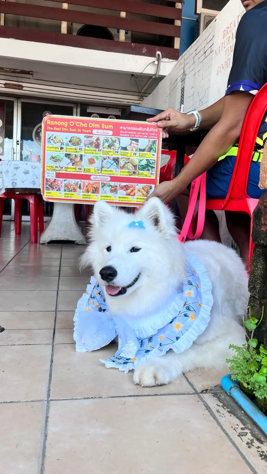 ระนอง โอชา pets image 1