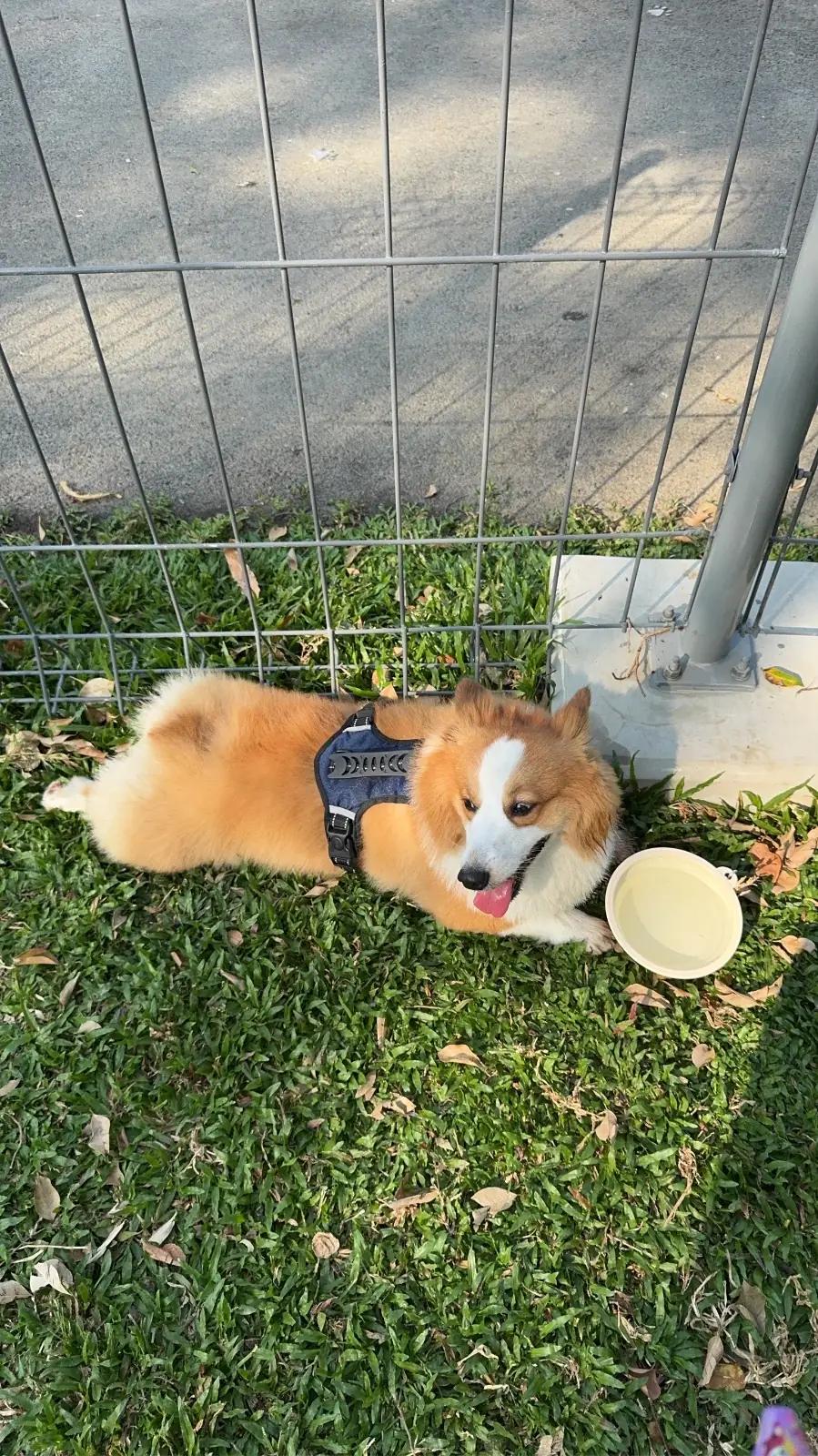 สวนลุมพินี - Lumphini Dog Park pets image 1