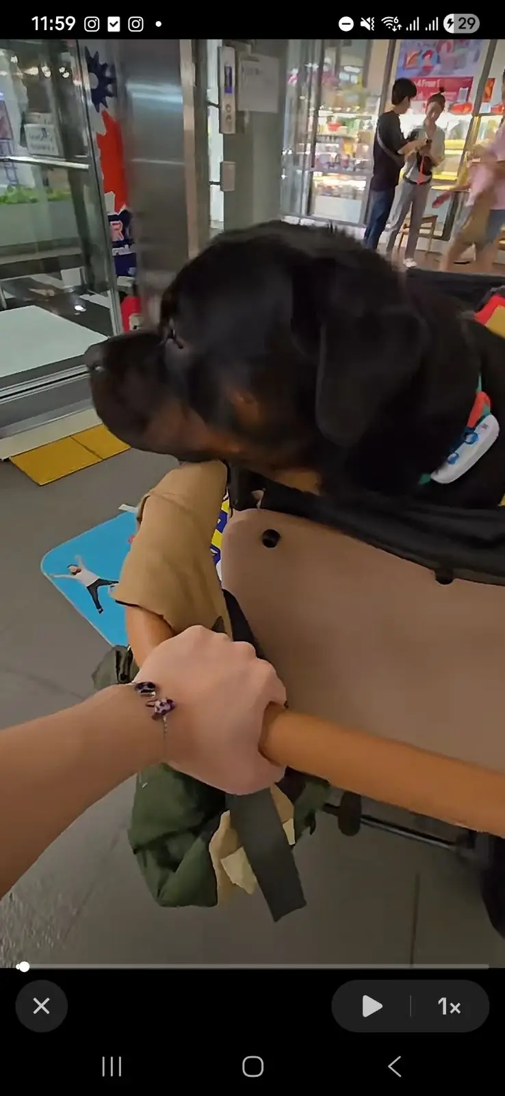 เดอะไนน์ เซ็นเตอร์ พระราม 9 pets image 1