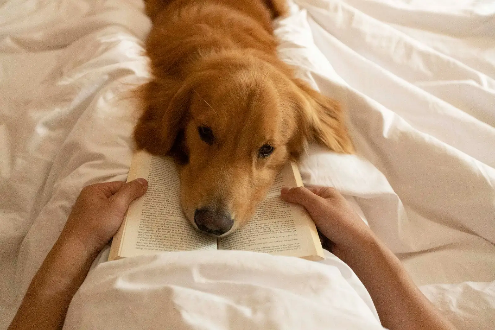 โรงแรมสุโขทัย กรุงเทพ pets image 2