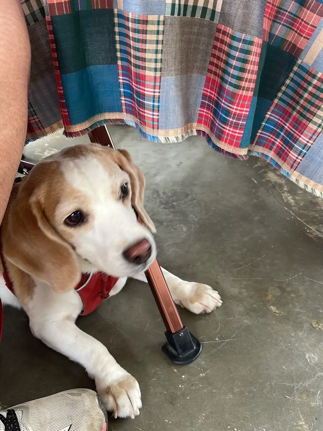 SUU Matcha n More pets image 6