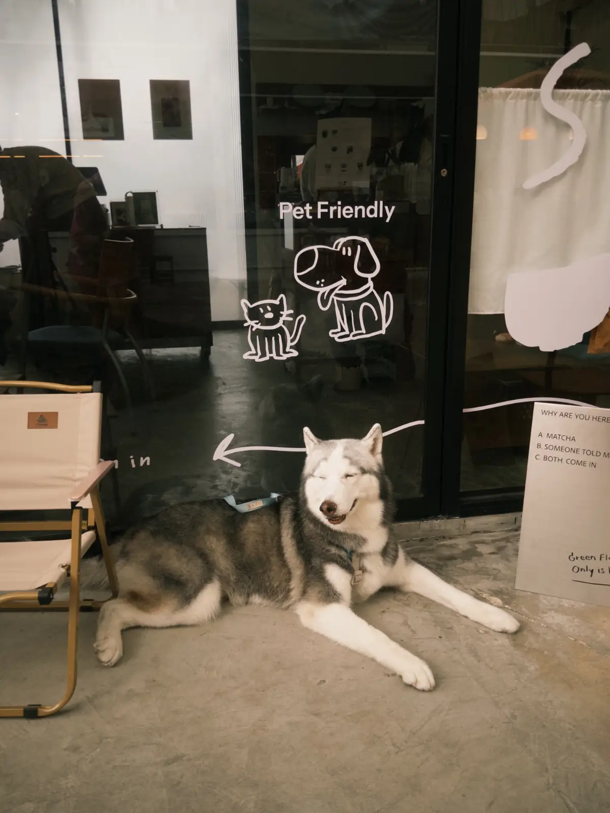 SUU Matcha n More pets image 1