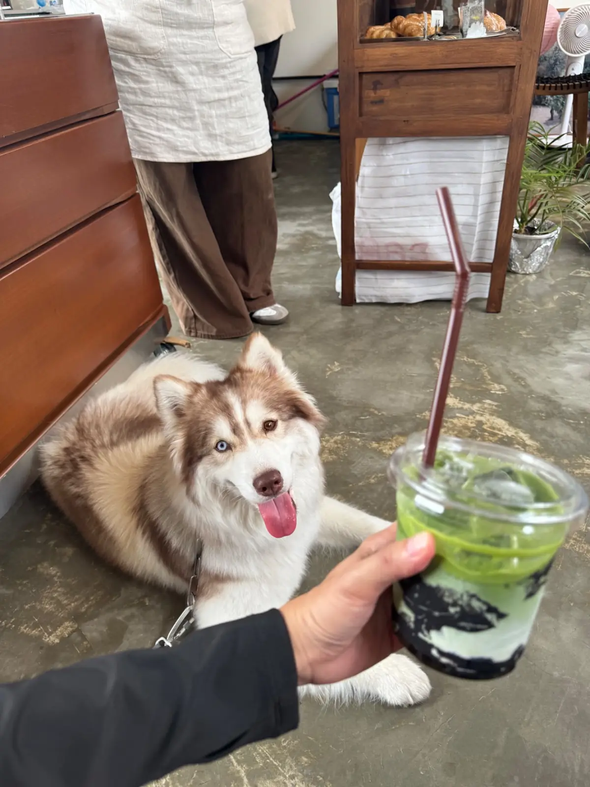 SUU Matcha n More pets image 7