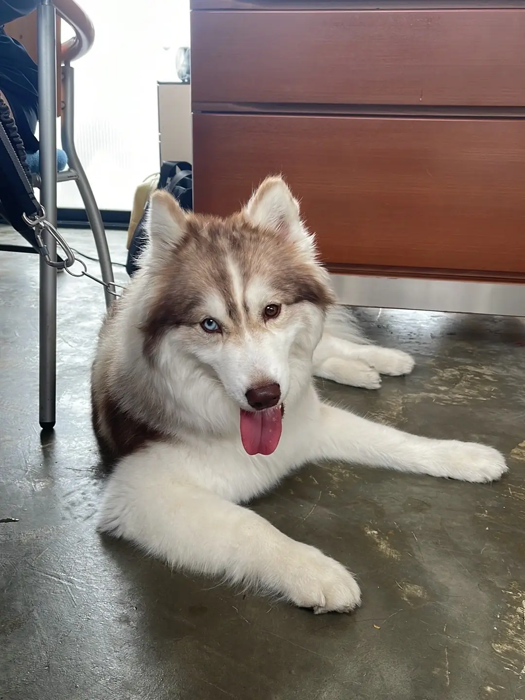 SUU Matcha n More pets image 4