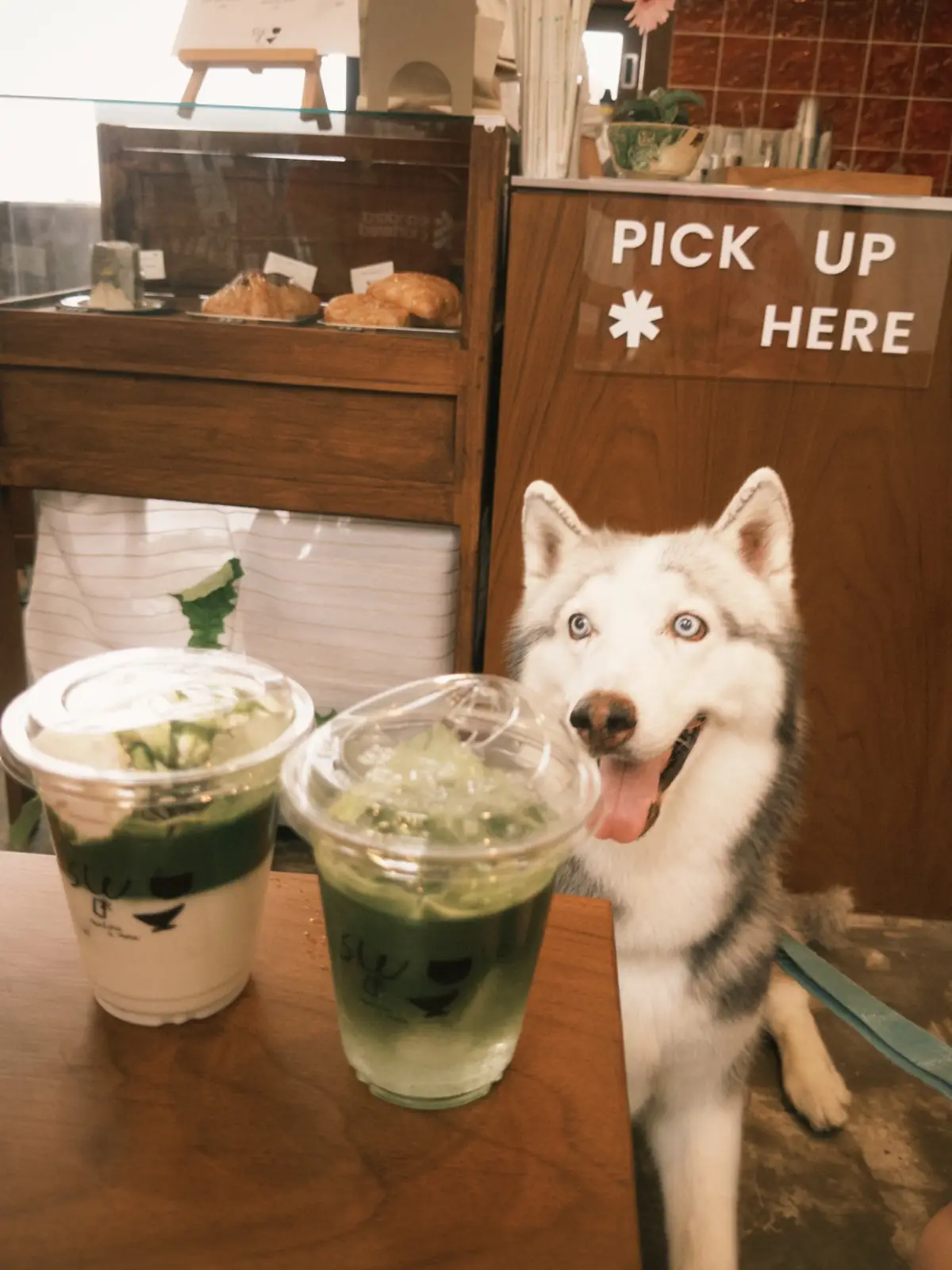 SUU Matcha n More pets image 3