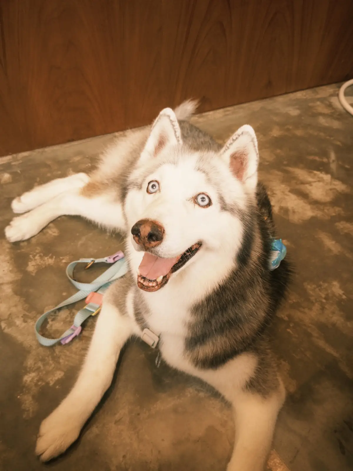 SUU Matcha n More pets image 2