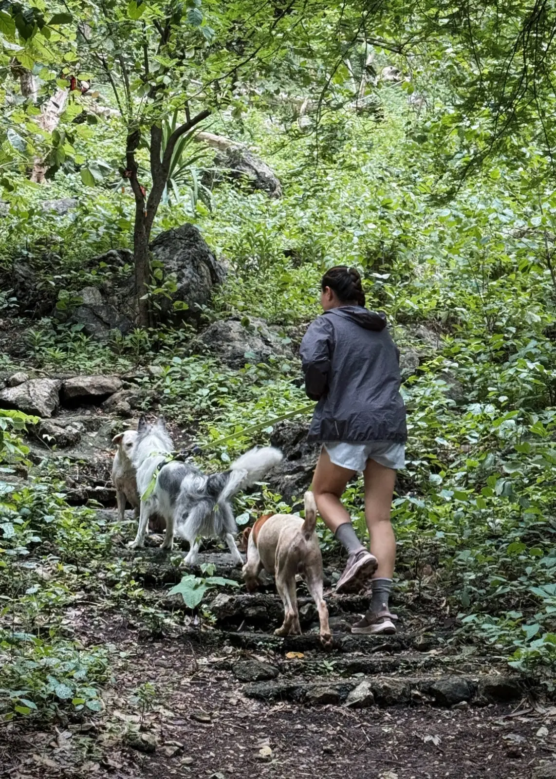 ถ้ำโบ้ (คีรีวงศ์) pets image 1