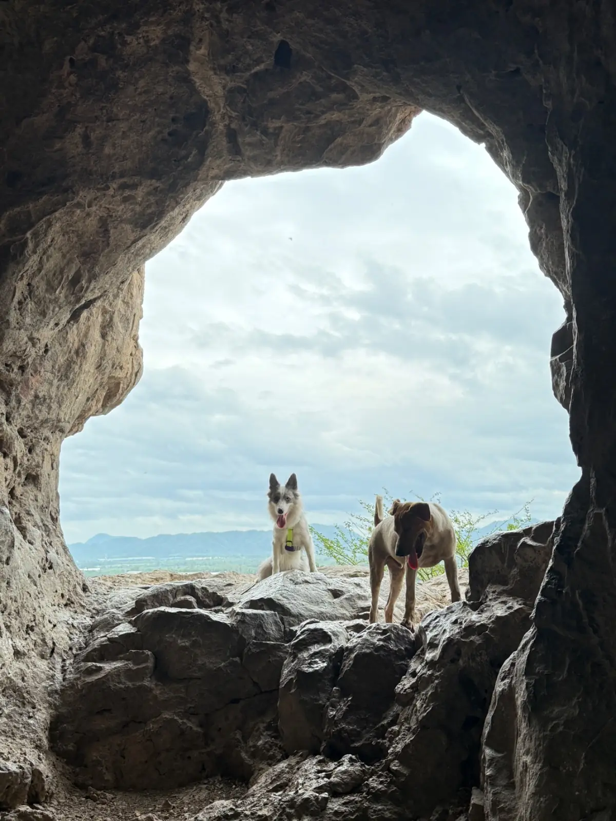 ถ้ำโบ้ (คีรีวงศ์) pets image 2