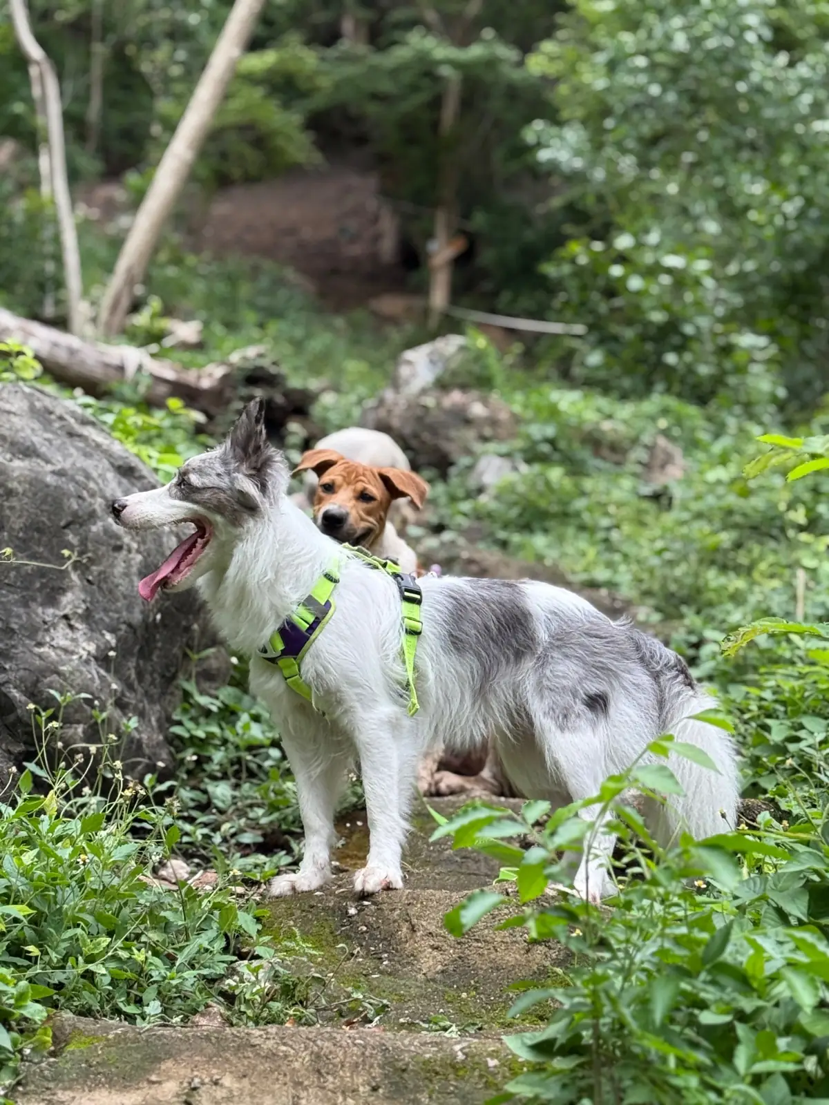 ถ้ำโบ้ (คีรีวงศ์) pets image 3