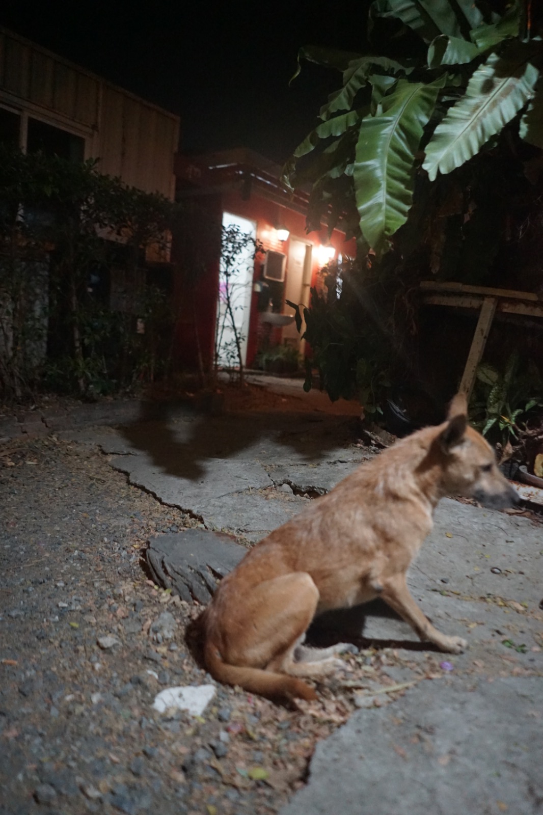 THE CAMP 78 pets image 1