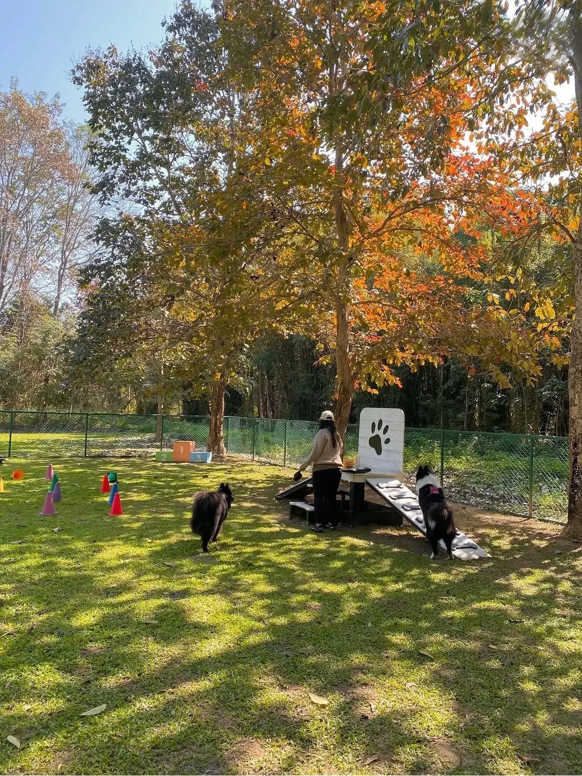 Something Journey Chiang Rai pets image 3