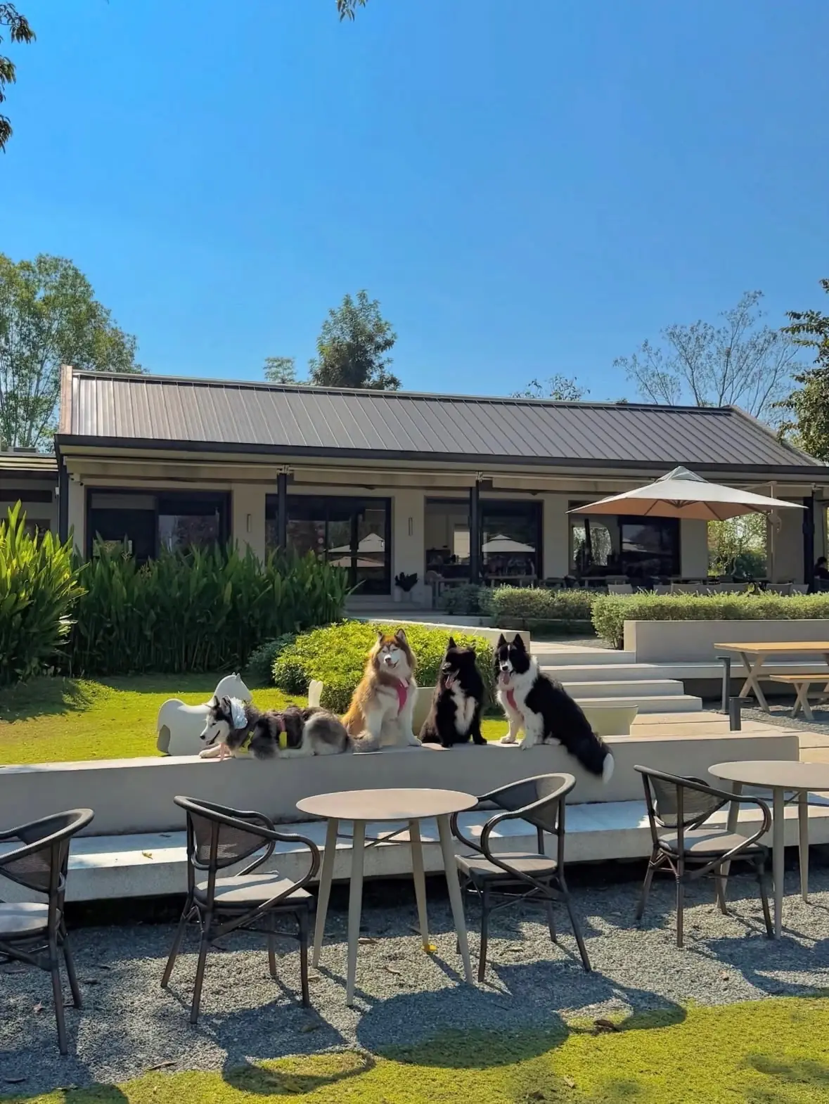 Something Journey Chiang Rai pets image 2