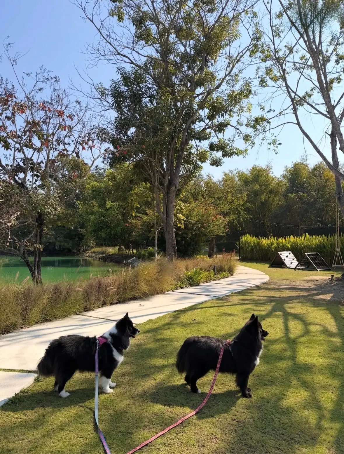 Something Journey Chiang Rai pets image 4