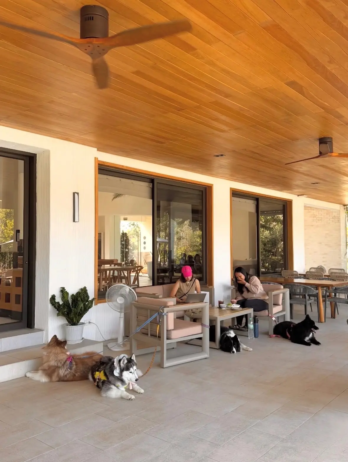 Something Journey Chiang Rai pets image 1