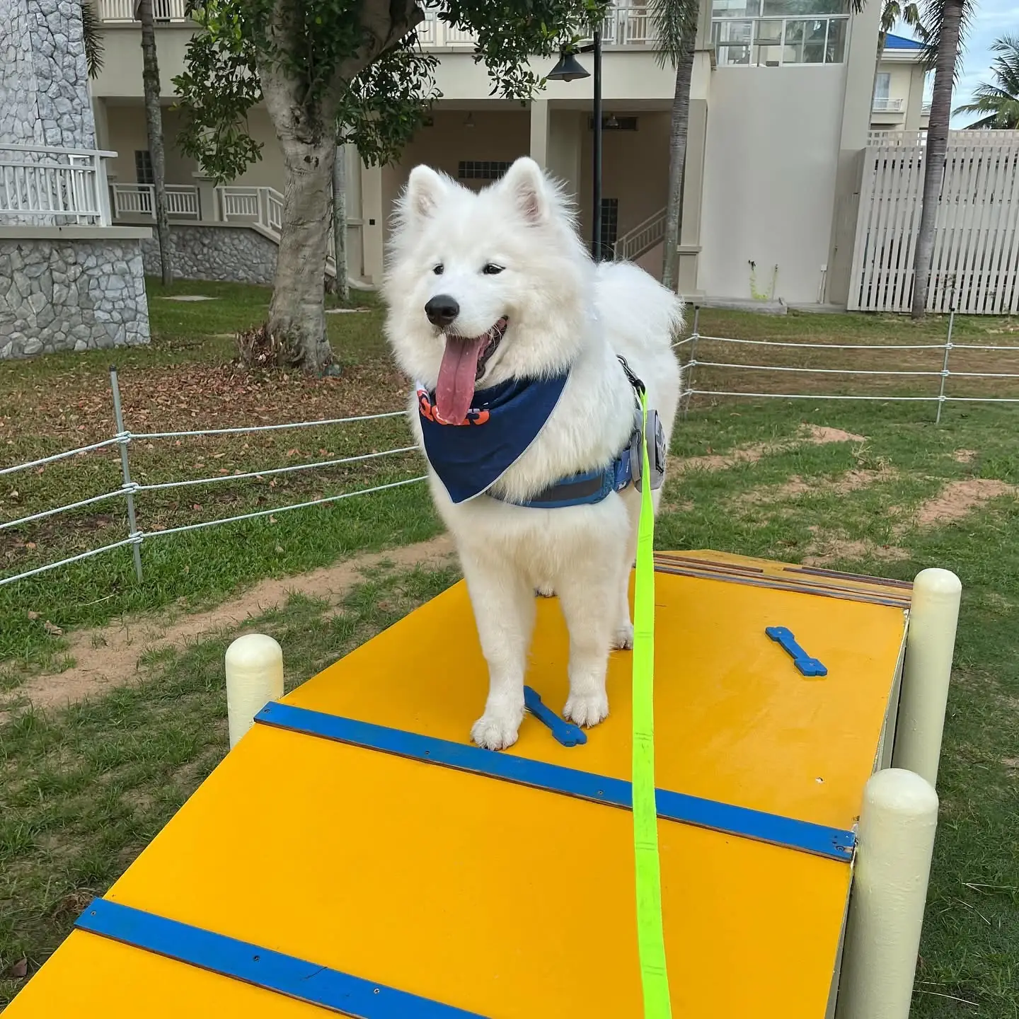 พัฒนา สปอร์ต รีสอร์ท pets image 2