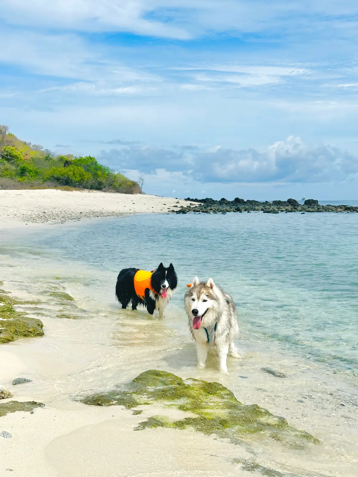 เกาะจวง pets image 5