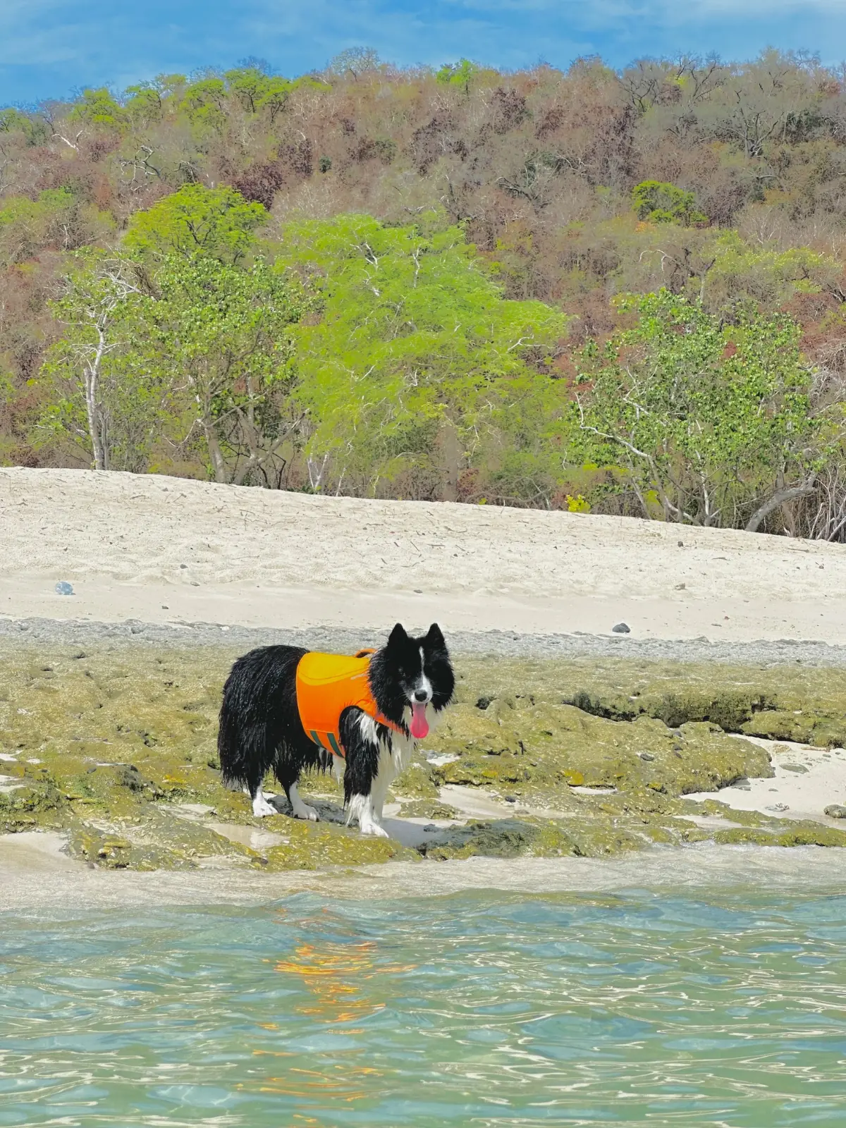 เกาะจวง pets image 3