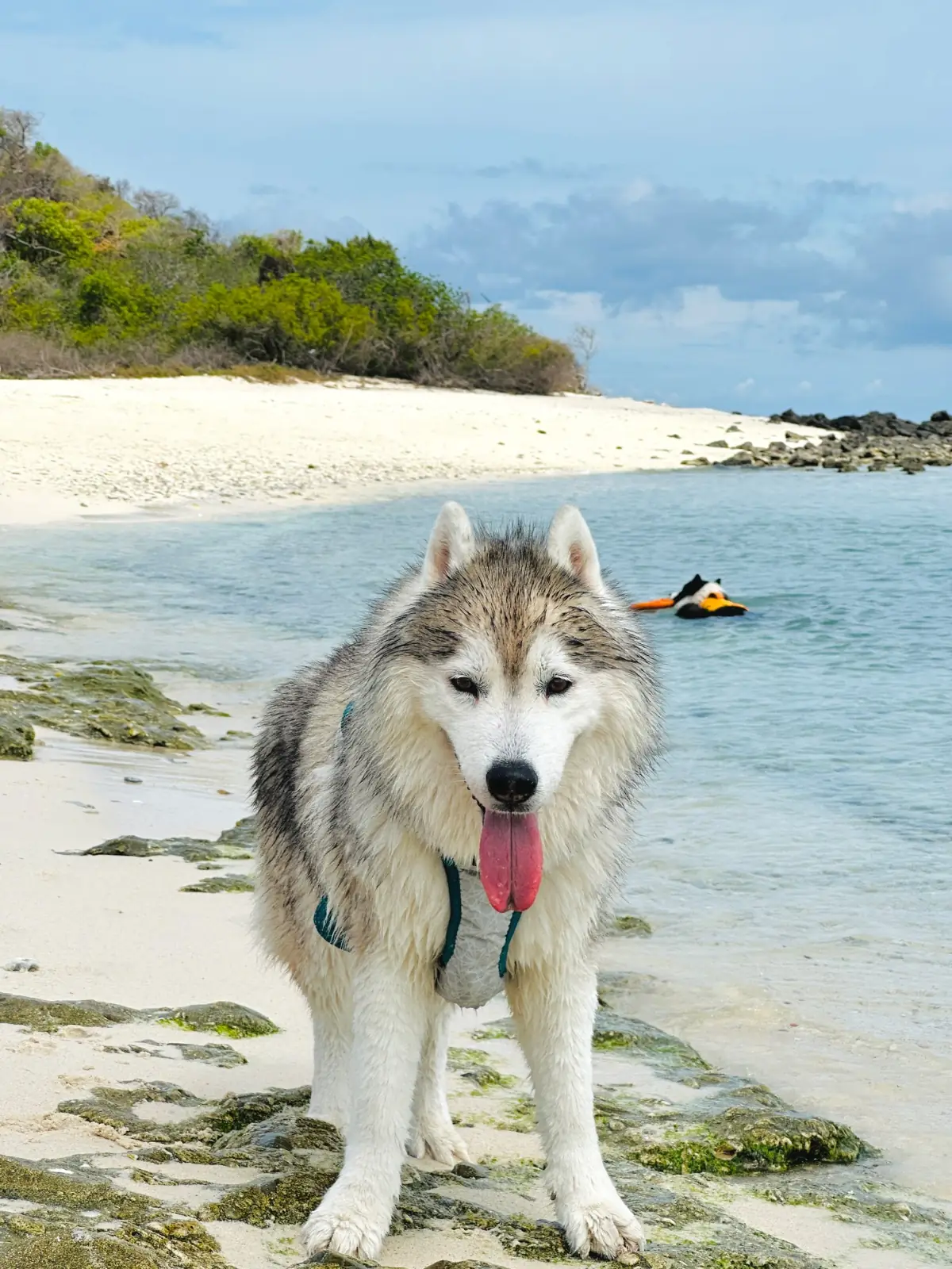 เกาะจวง pets image 4