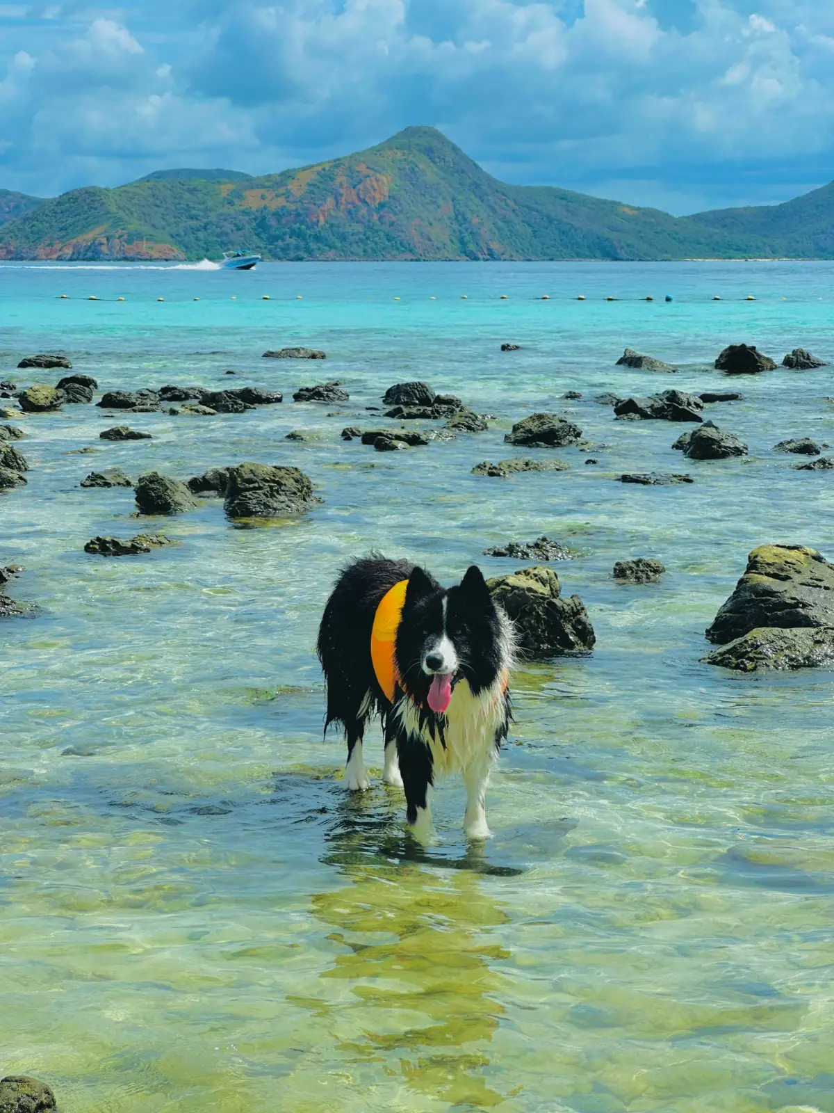 เกาะจวง pets image 2