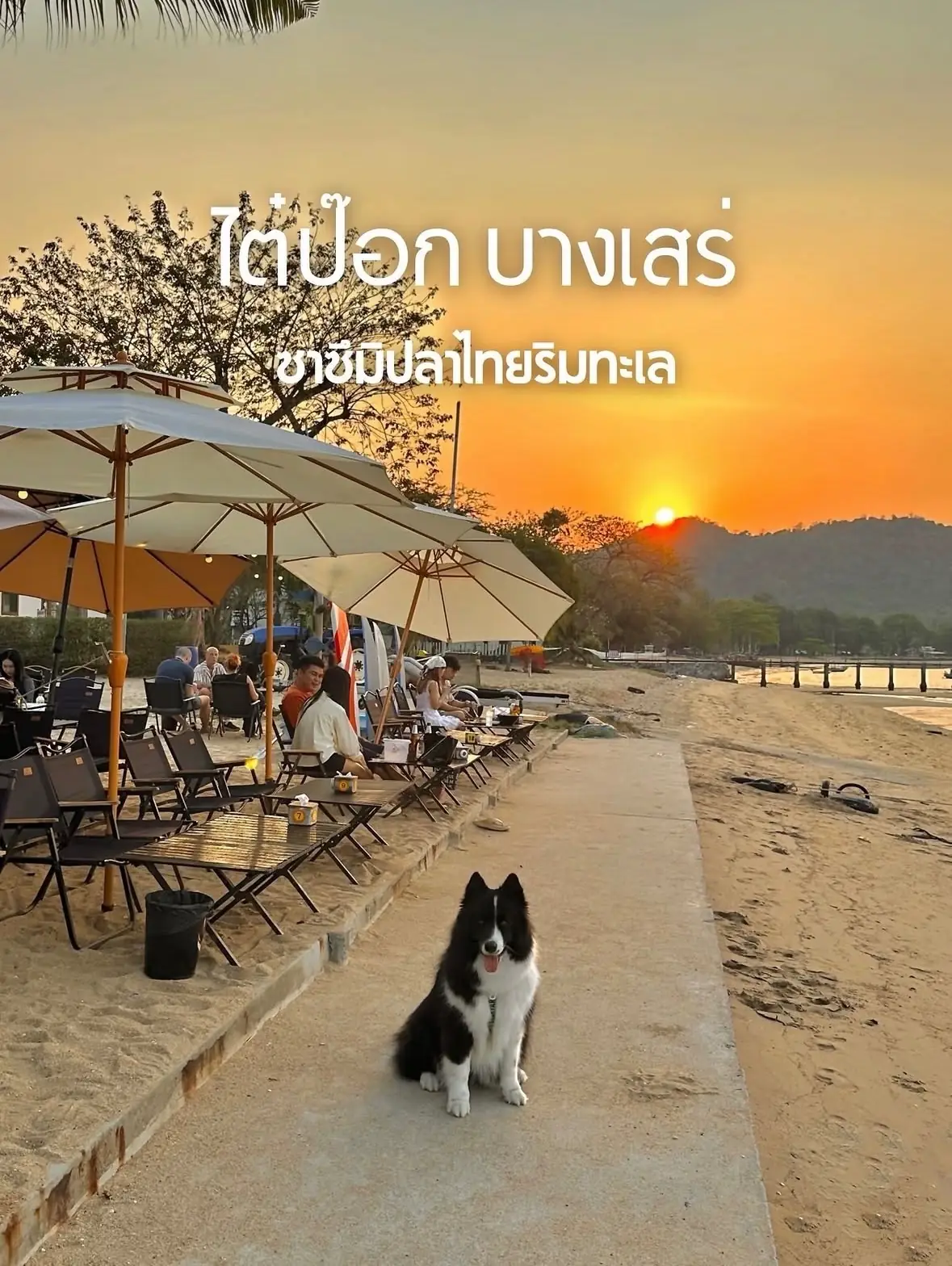 ซาชิมิติดทะเลByไต๋ป๊อกบางเสร่ pets image 1