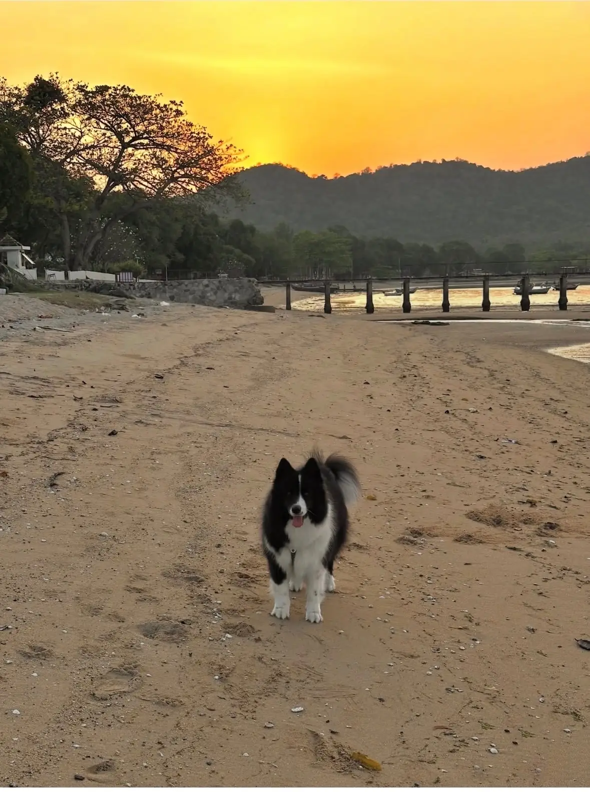 ซาชิมิติดทะเลByไต๋ป๊อกบางเสร่ pets image 2