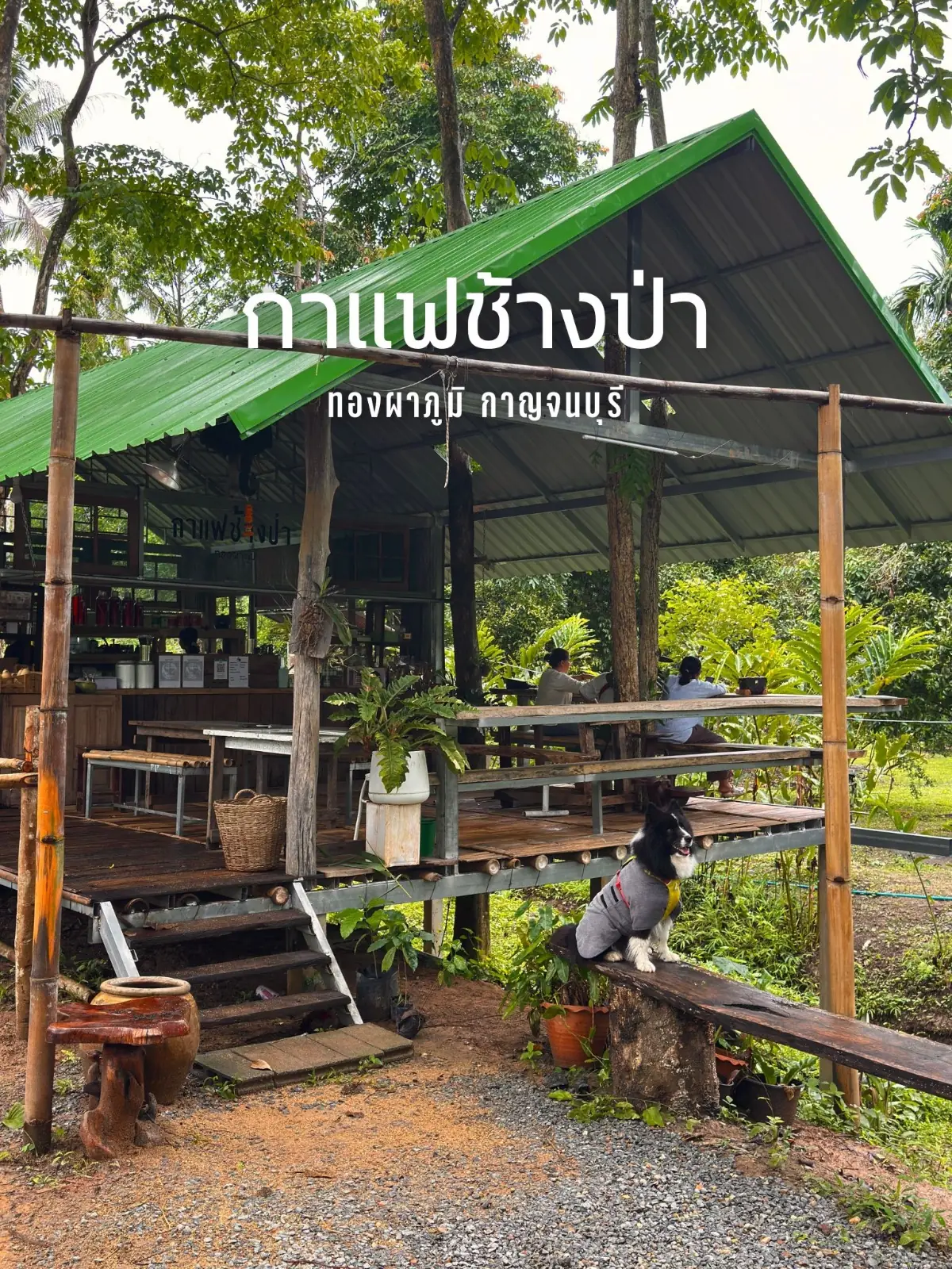 ร้านกาแฟช้างป่า ทองผาภูมิ overall image 1