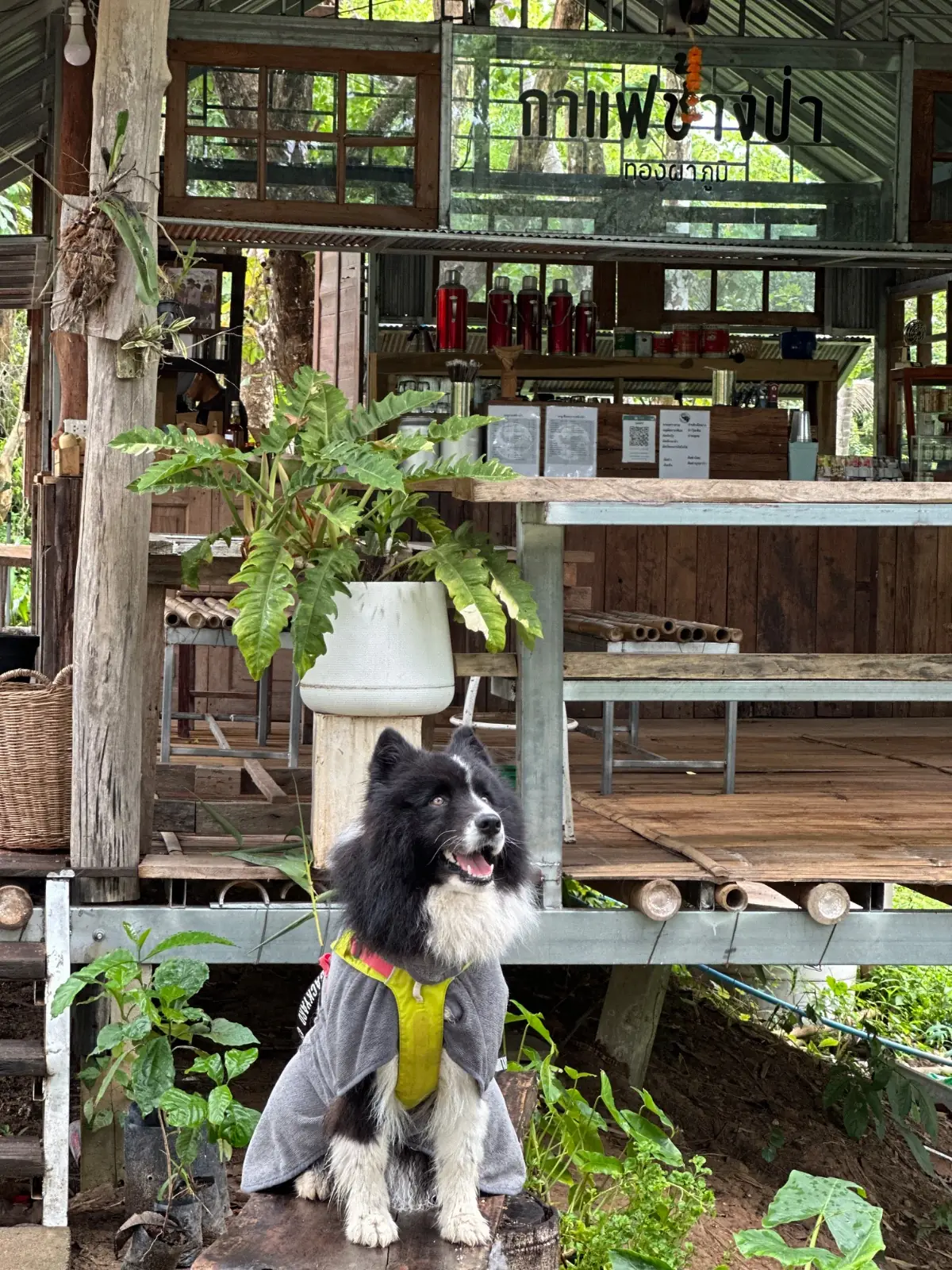 ร้านกาแฟช้างป่า ทองผาภูมิ pets image 1