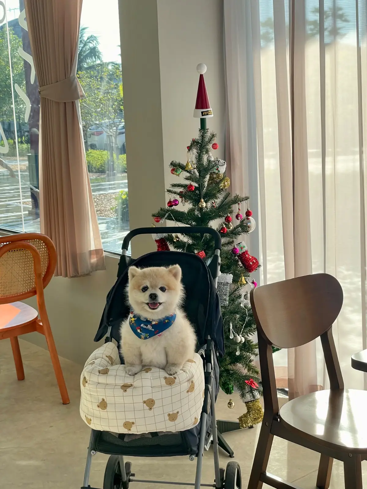 Fat Maison pets image 4