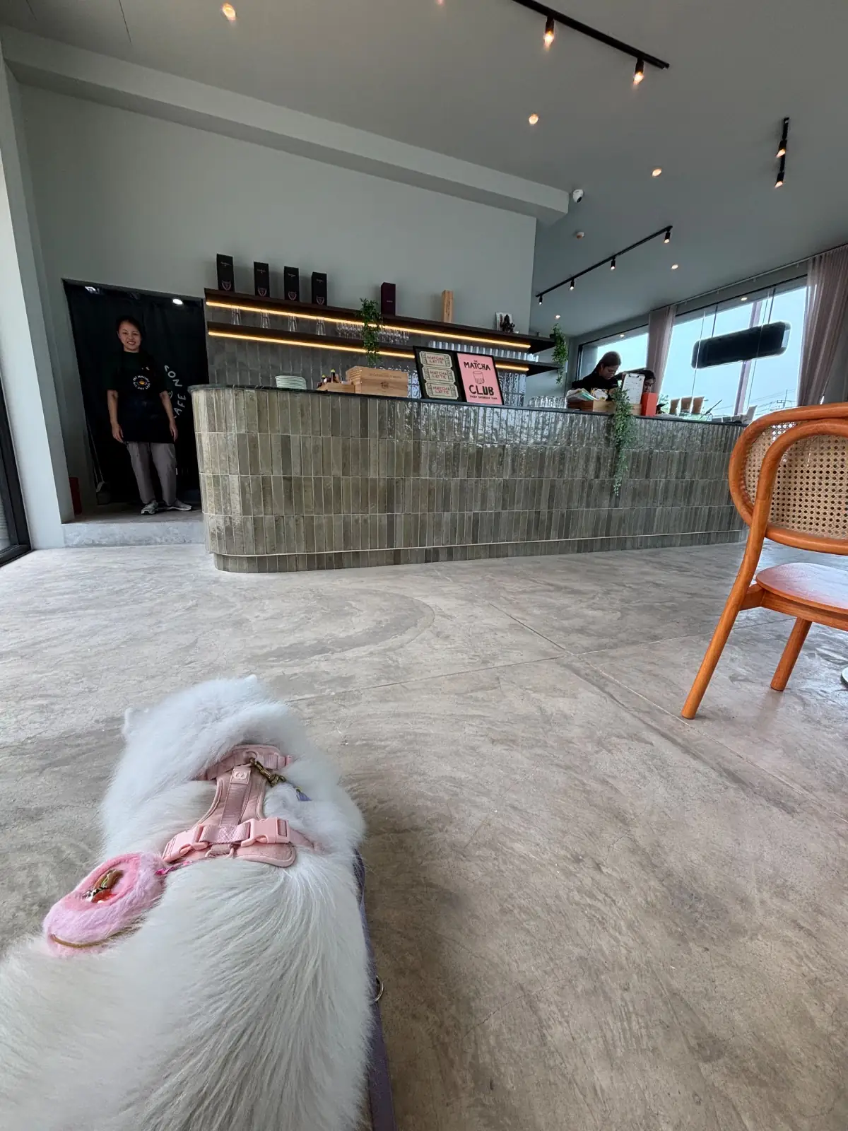 Fat Maison pets image 1