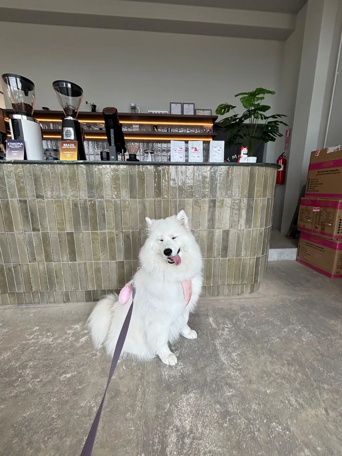 Fat Maison pets image 2