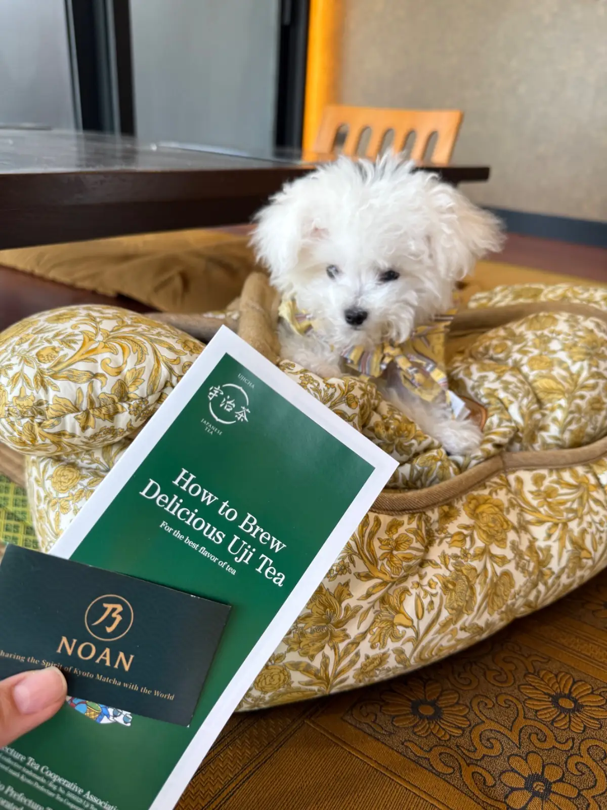 NOAN 乃庵 pets image 5