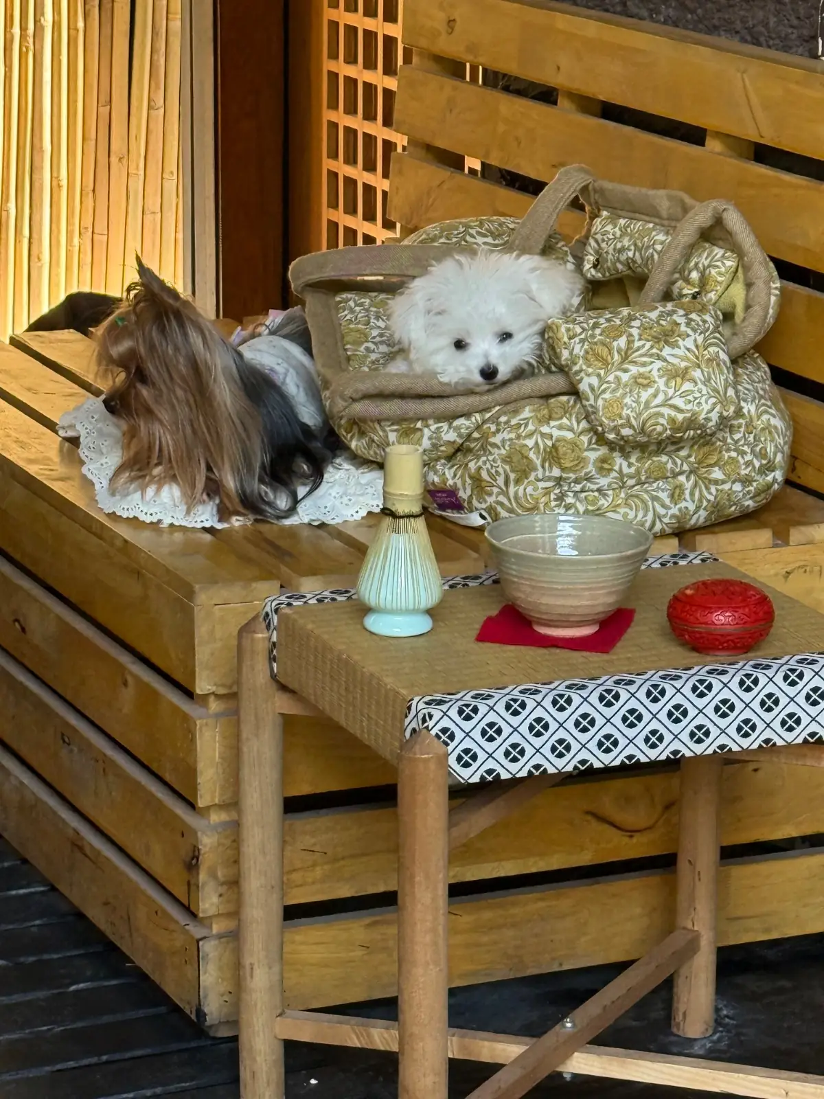 NOAN 乃庵 pets image 3