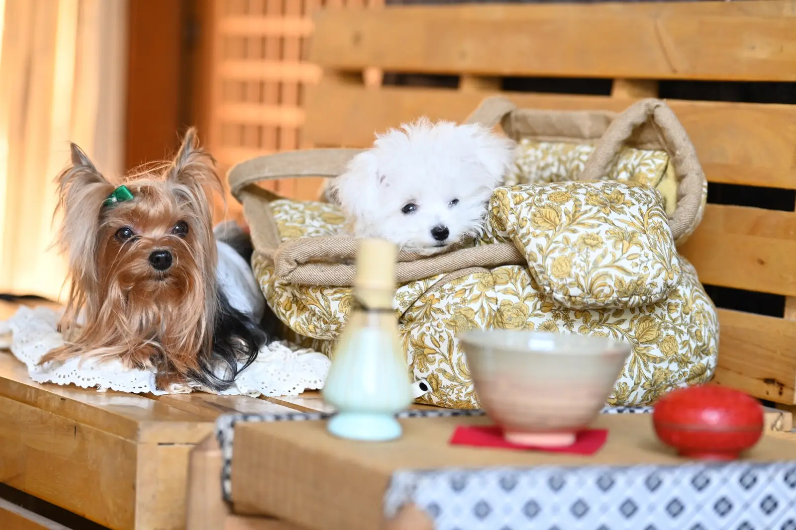 NOAN 乃庵 pets image 2