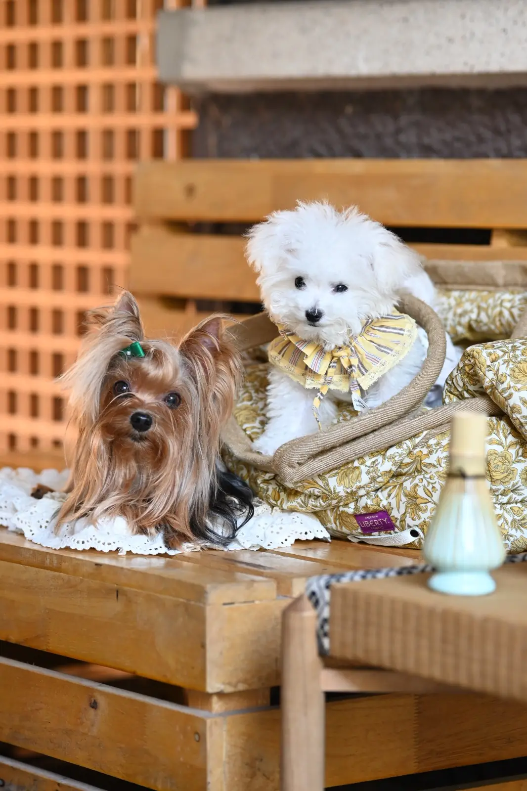 NOAN 乃庵 pets image 1