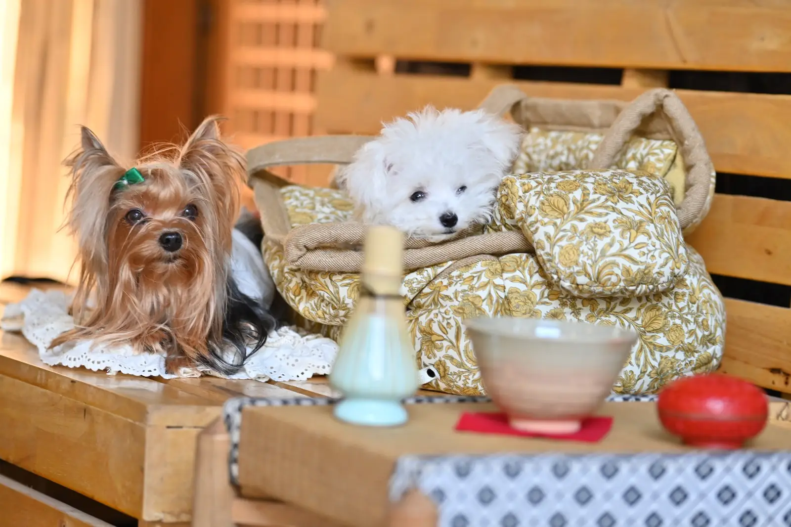 NOAN 乃庵 pets image 4