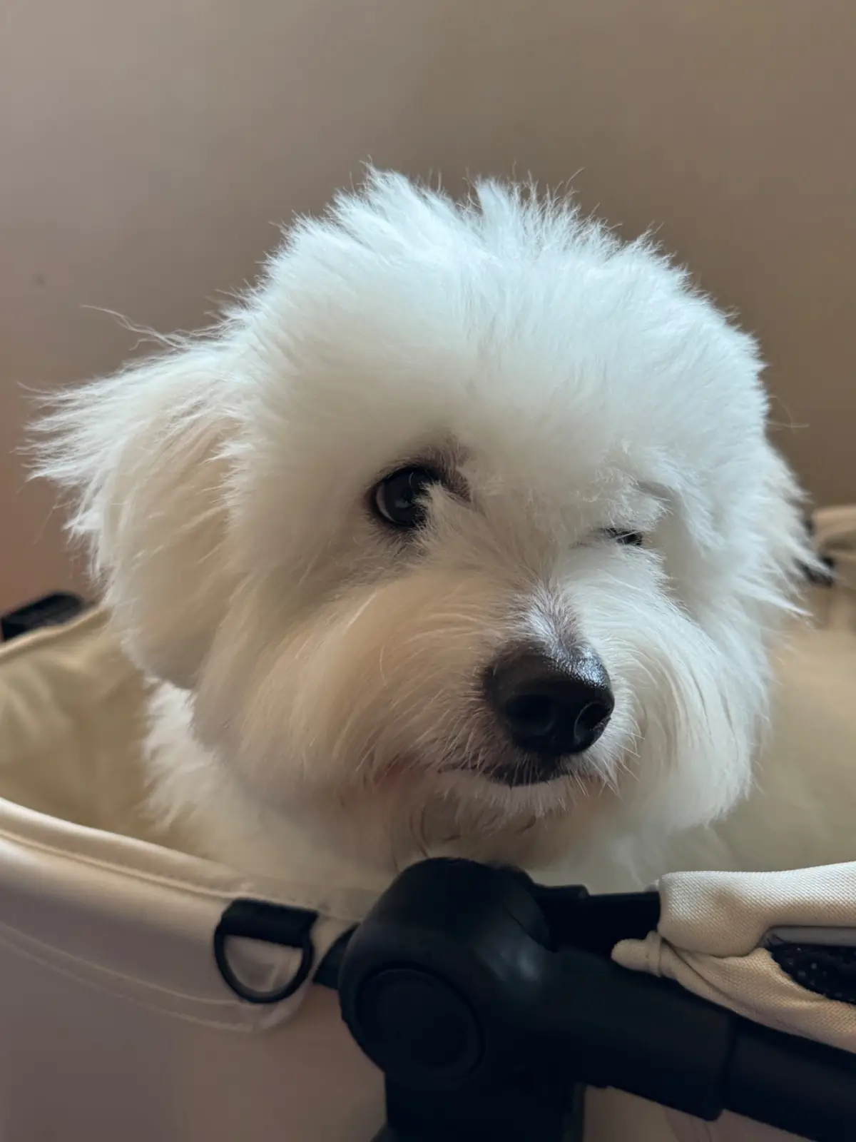 Rangoon Tea House pets image 1