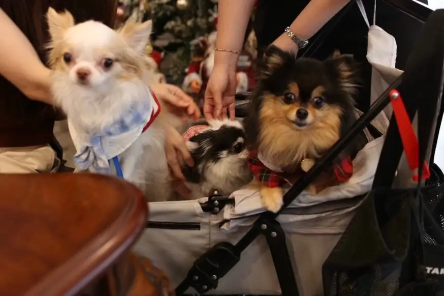 James Boulangerie pets image 2