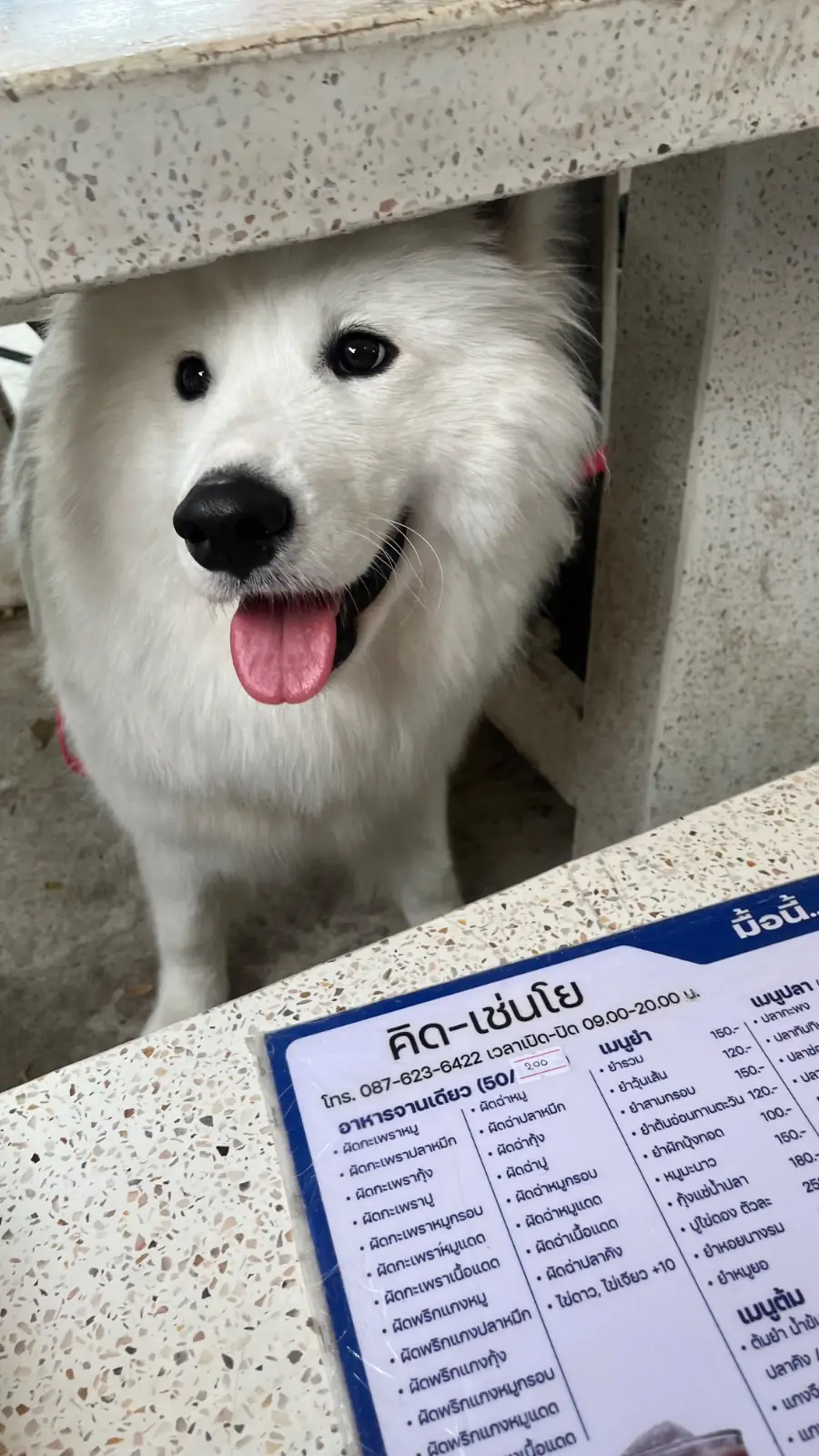 คิทเช่น-โย pets image 1