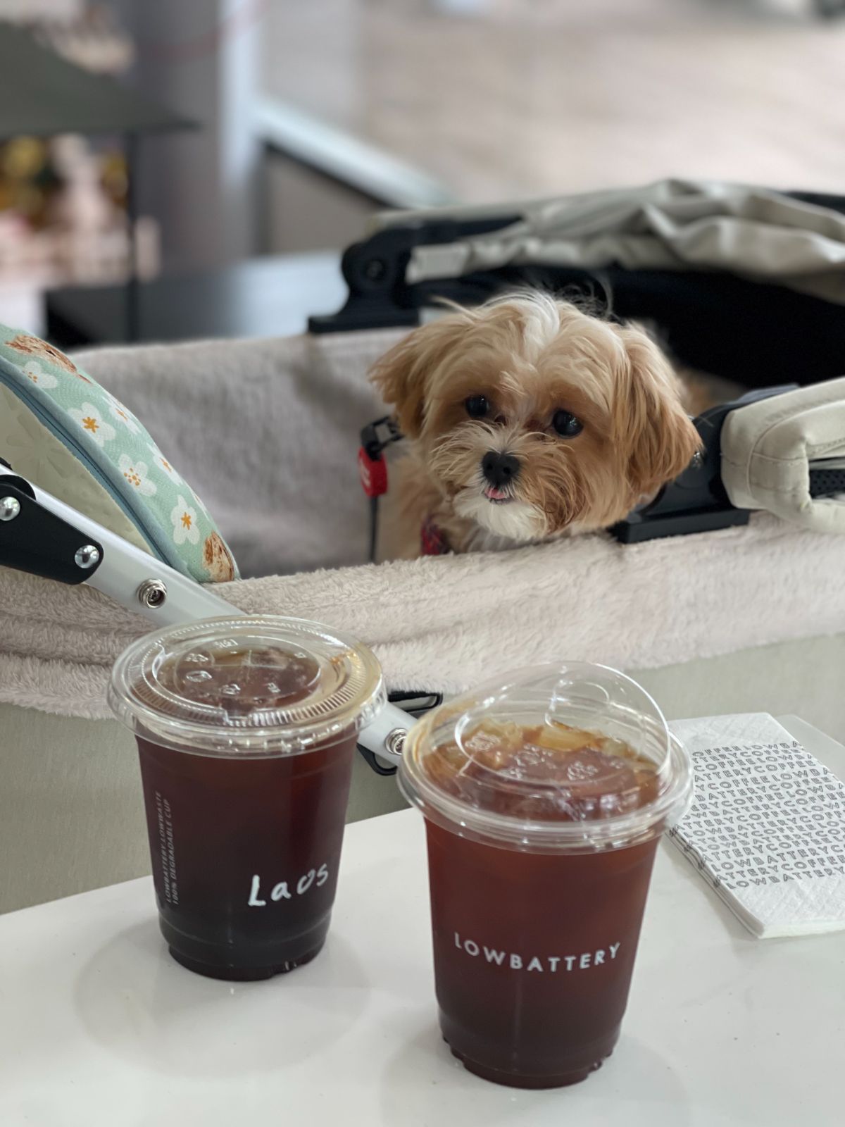 Lowbattery Coffee pets image 2