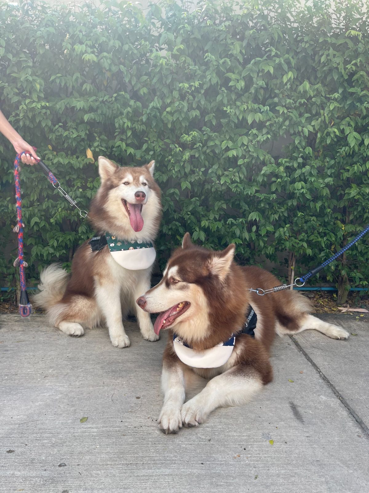 Lowbattery Coffee pets image 1