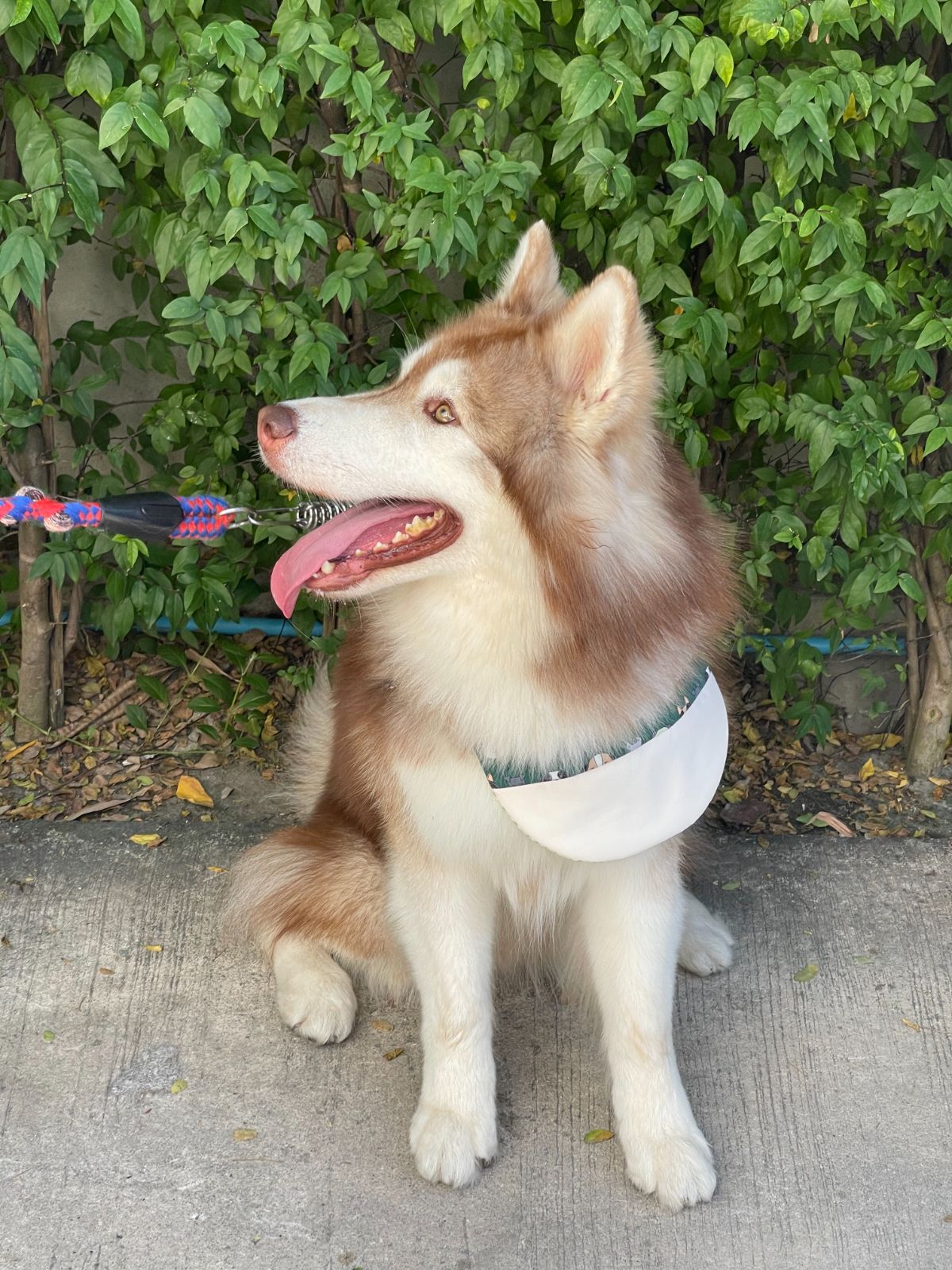 Lowbattery Coffee pets image 3