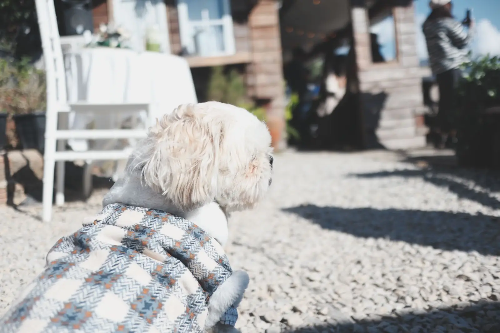 Magic Mountain Camp pets image 1