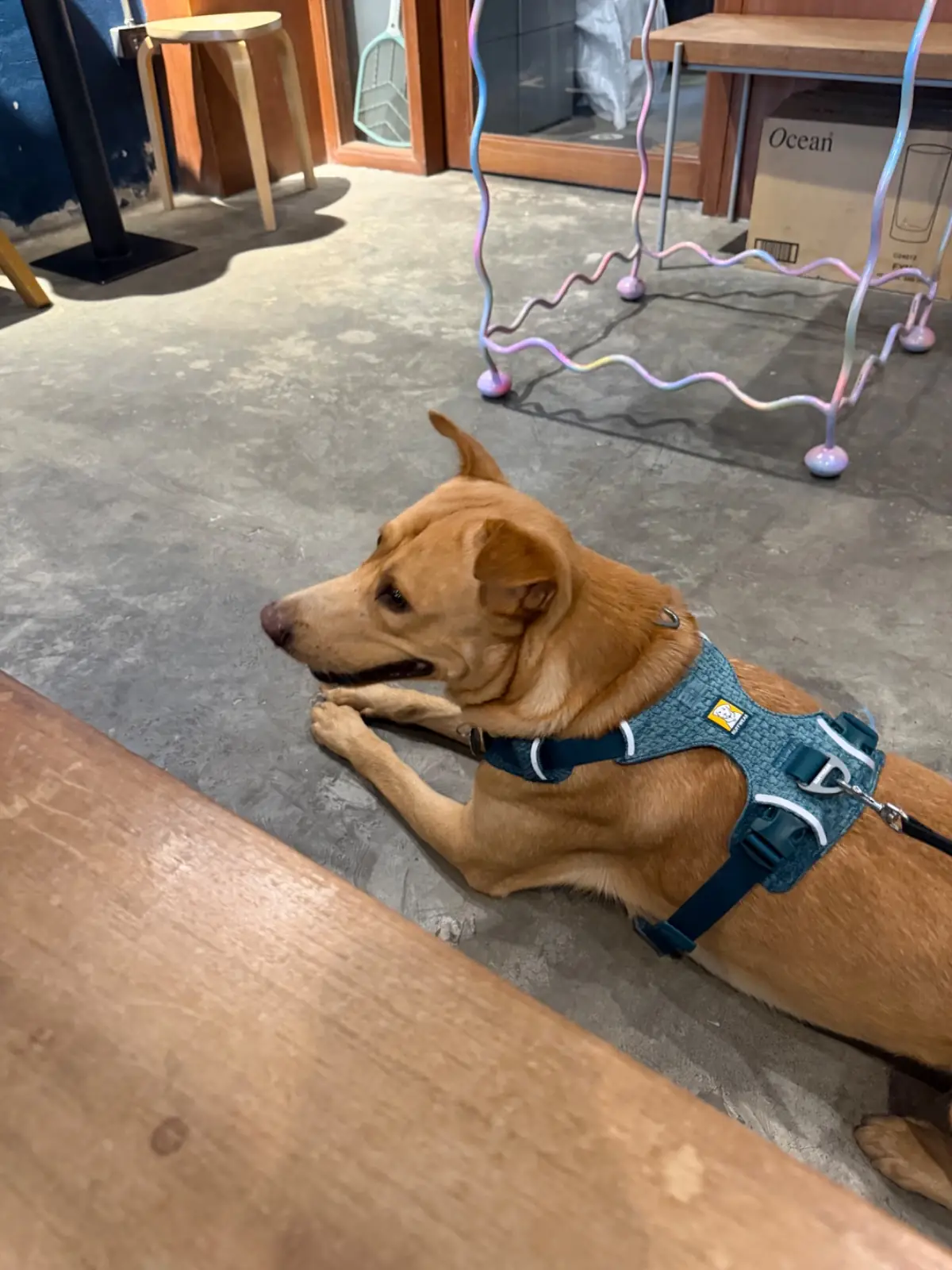 Never Snooze Coffee pets image 3