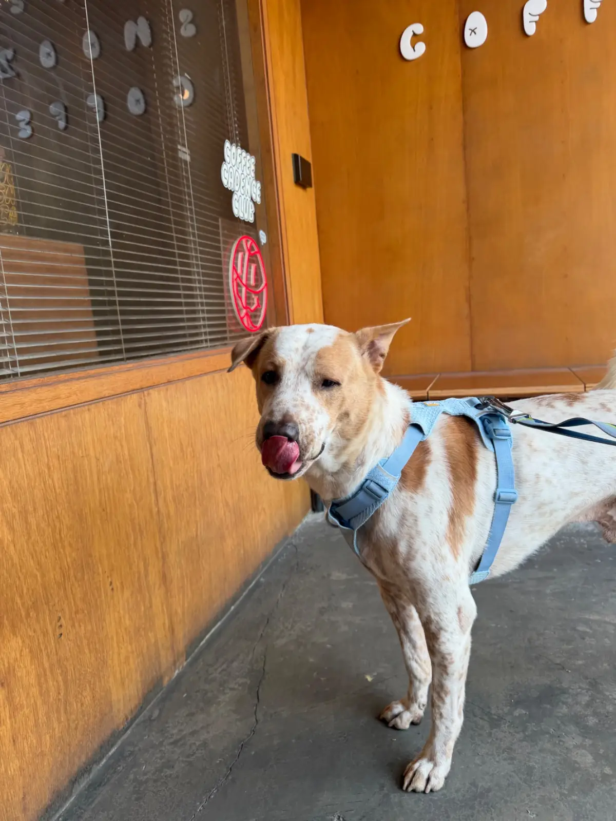 Never Snooze Coffee pets image 4