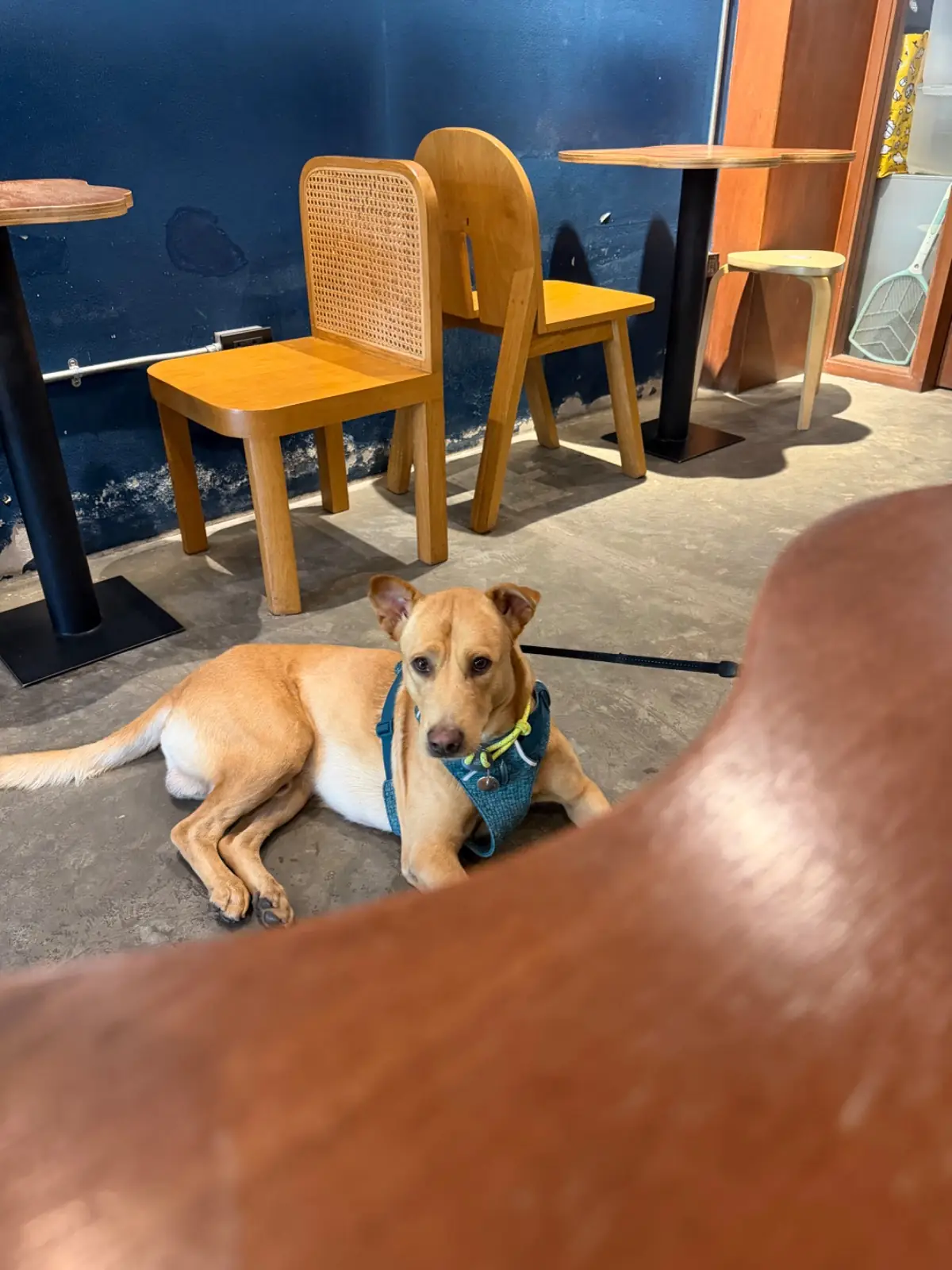 Never Snooze Coffee pets image 1