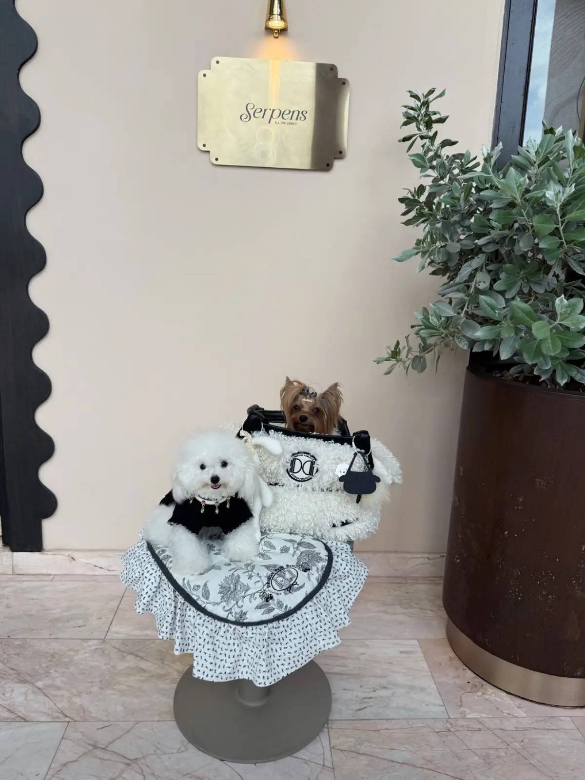Serpens - All Day Dining pets image 3