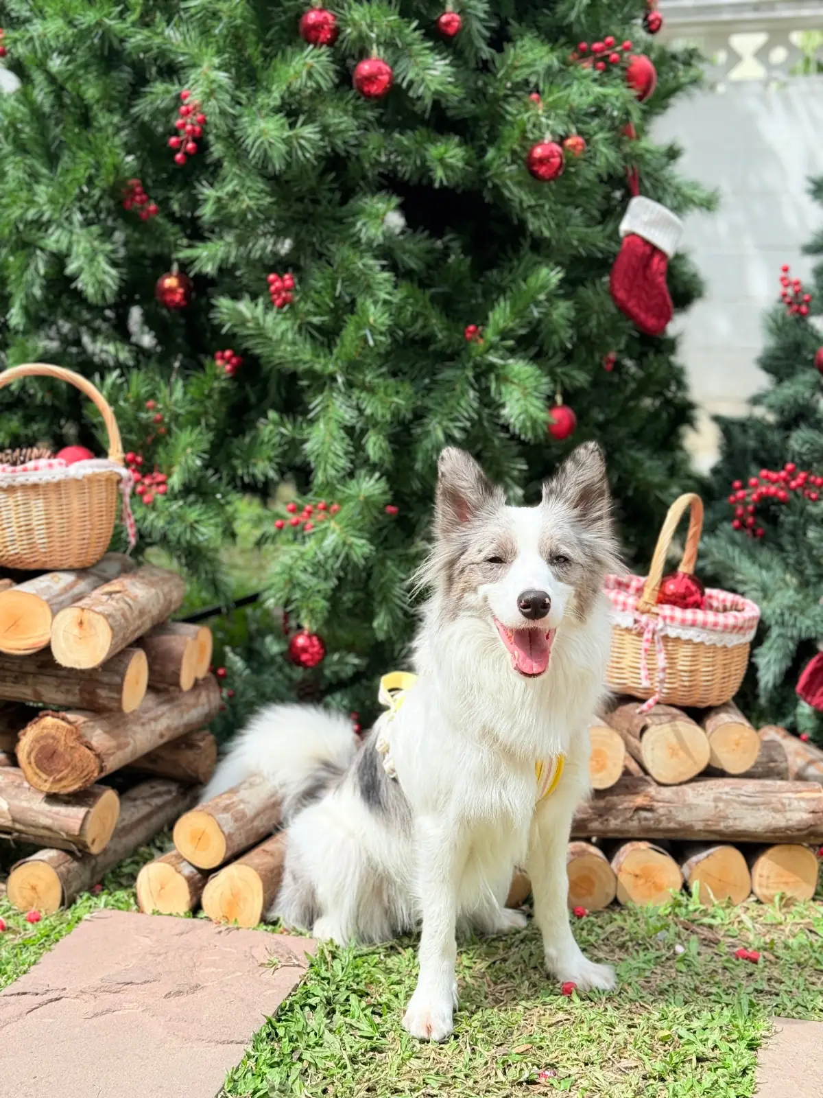 Huus Plate pets image 2